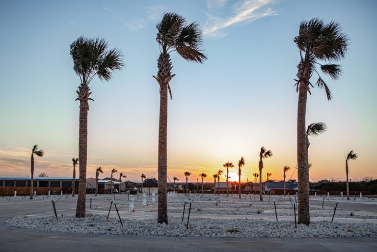 thepalms 768x513